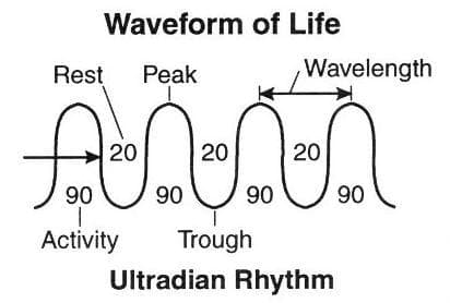 Ultradian Rhythm chart
